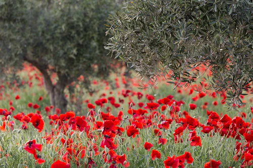 Ekologiczny gaj oliwny Deortegas – naturalny ekosystem upraw