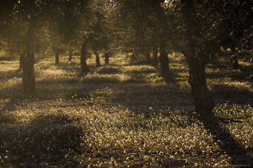 Gaj oliwny Deortegas w Hiszpanii – uprawa ekologiczna oliwek