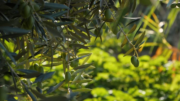 Oliwki Arbequina na drzewie – surowiec do produkcji oliwy