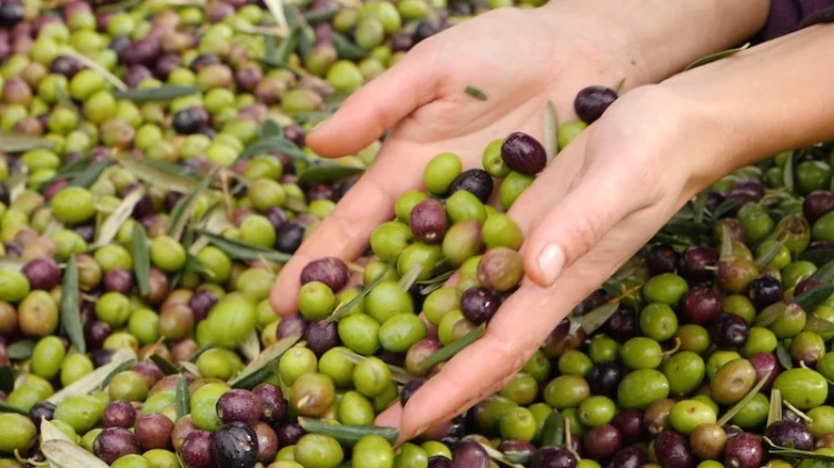 Świeże oliwki Arbequina – selekcja surowca do oliwy