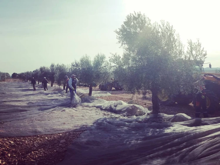 Zbiór oliwek Deortegas – ręczne i mechaniczne zbiory w Hiszpanii. Moment zbioru decyduje o smaku – tu zaczyna się jakość oliwy.