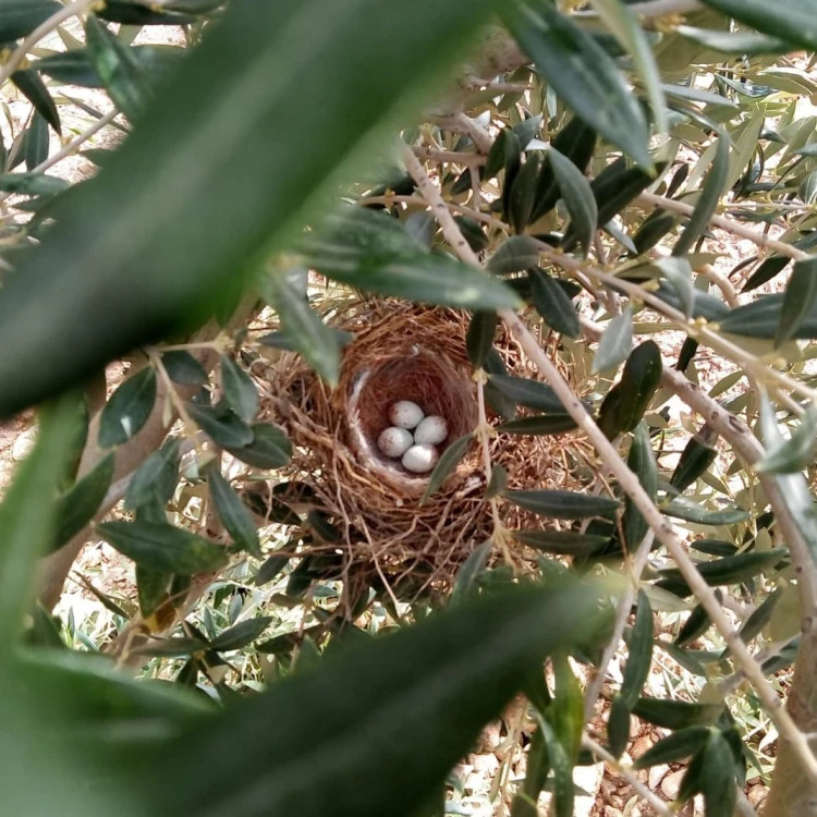 Naturalne środowisko upraw oliwek – bioróżnorodność Deortegas