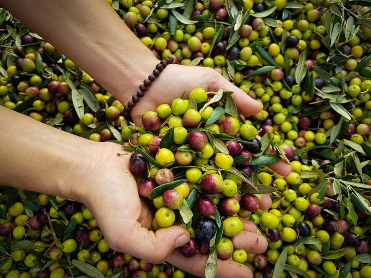 Zbiór oliwek Cornicabra w Hiszpanii – ręczna selekcja owoców