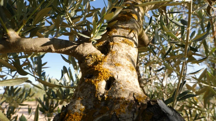 Drzewo oliwne Cornicabra – naturalne uprawy Deortegas