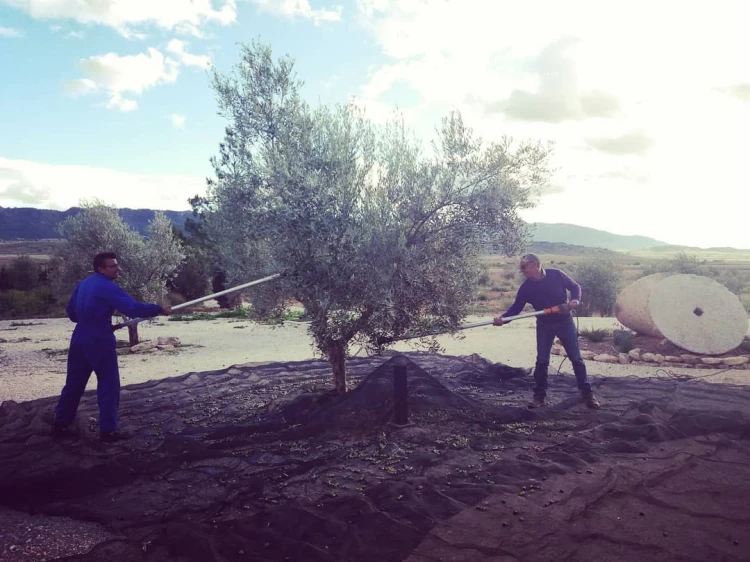 Ręczny zbiór oliwek Deortegas – tradycyjna metoda produkcji oliwy extra virgin premium