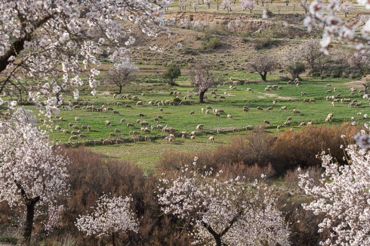 Gaj oliwny Deortegas – ekologiczne uprawy w regionie Murcja, bioróżnorodność