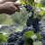 Winogrona wykorzystywane do produkcji tradycyjnego włoskiego octu balsamicznego premium z Modeny