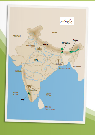 Region Assam w Indiach – pochodzenie herbaty Assam FTGFOP1 Mokalbari East