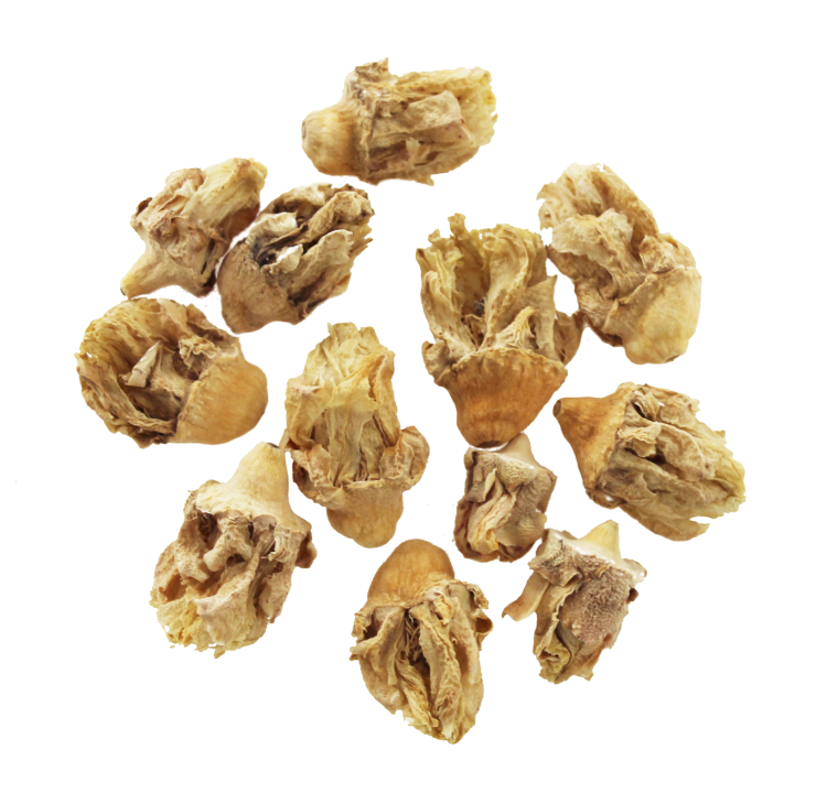 Opuncja figowa kwiat kaktusa